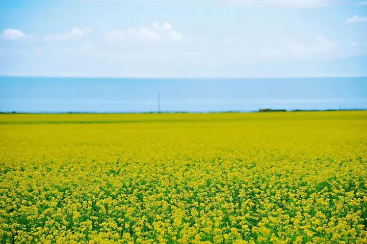 Resize,w 360,h 240