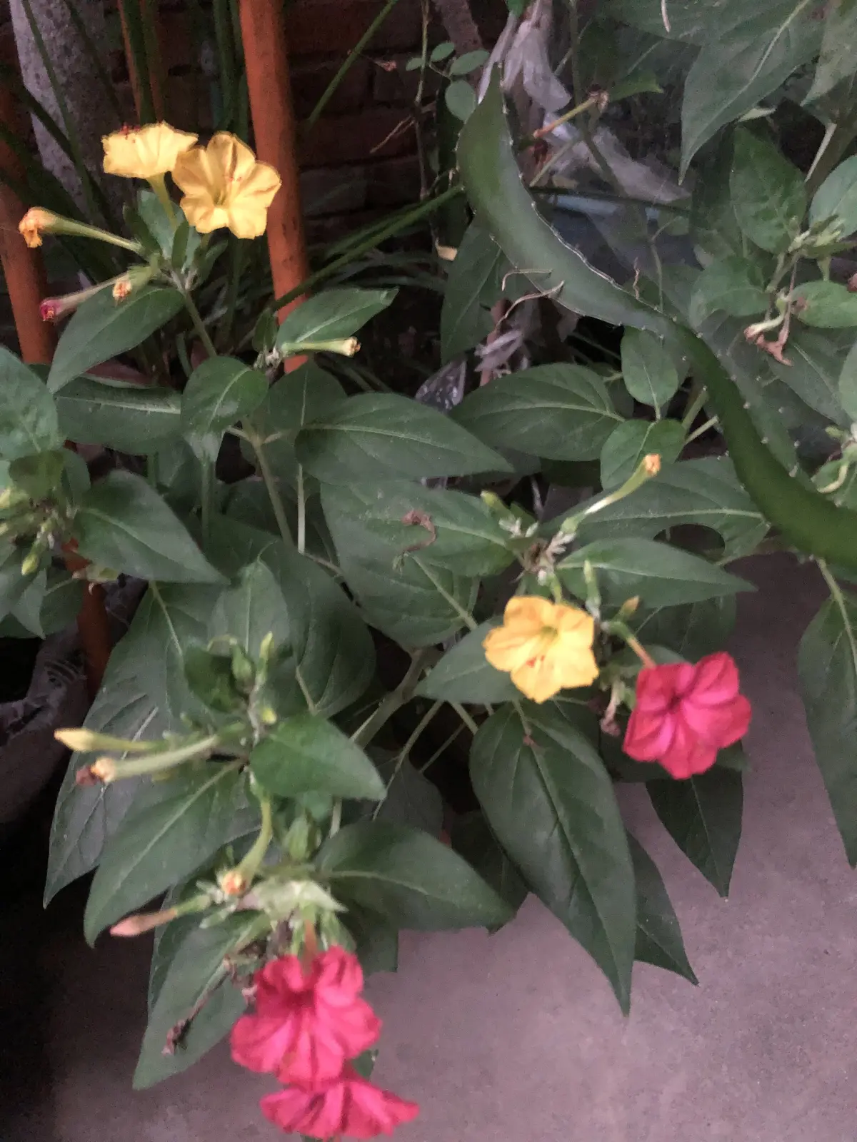 Resize,w 360,h 240