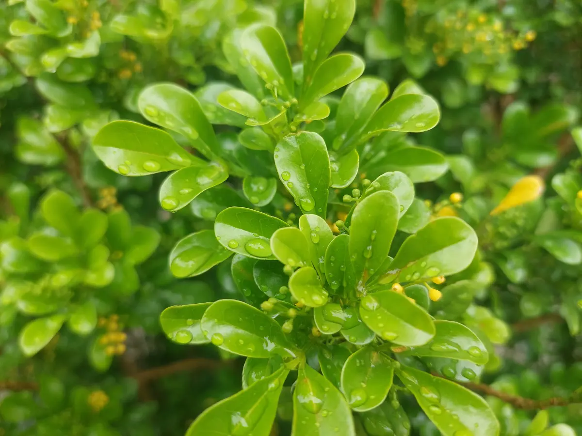 Resize,w 360,h 240