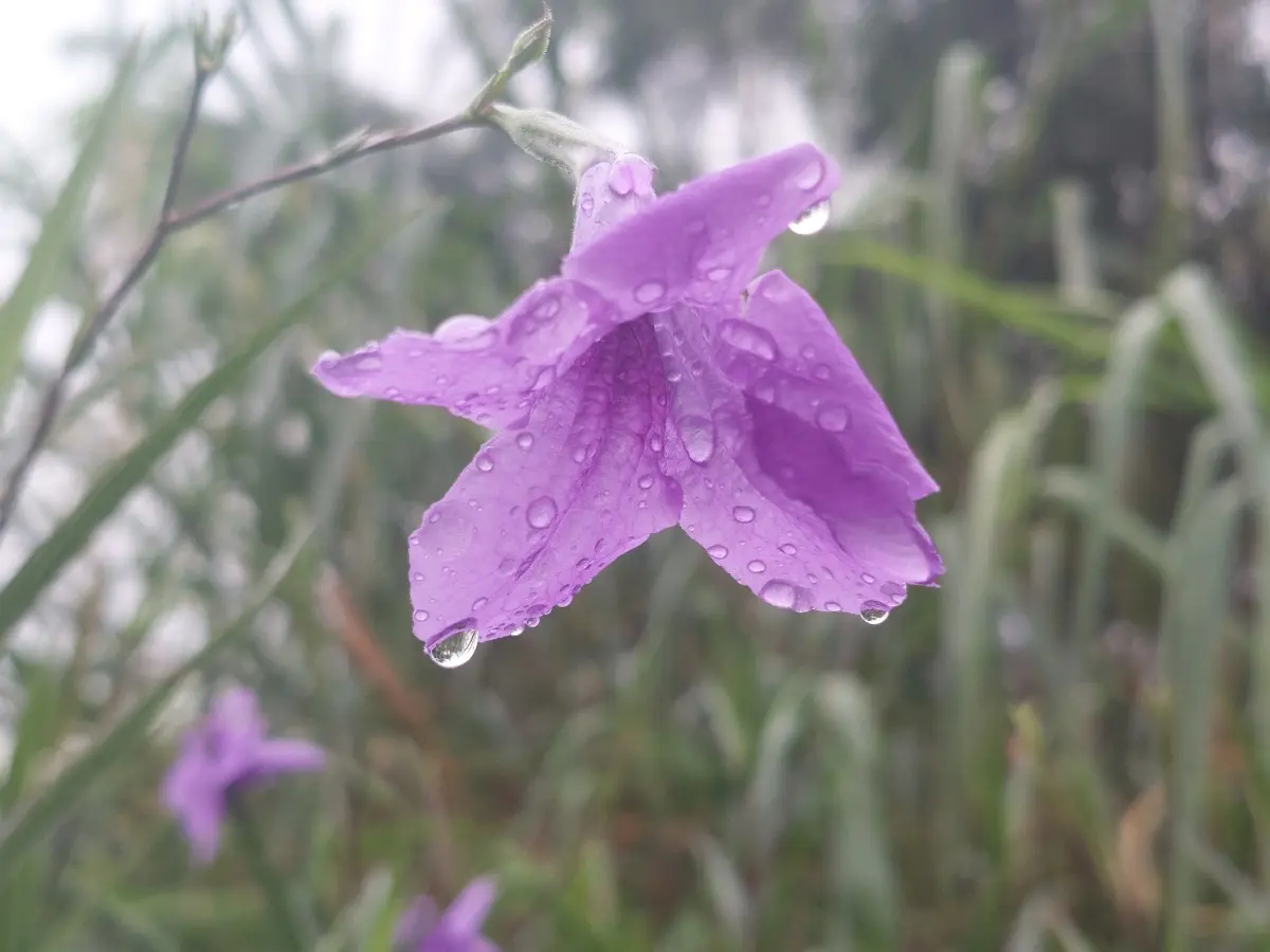 Resize,w 360,h 240