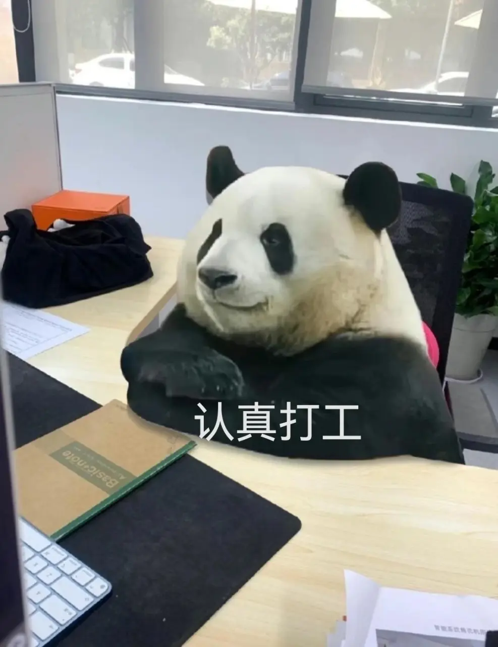 Resize,w 360,h 240