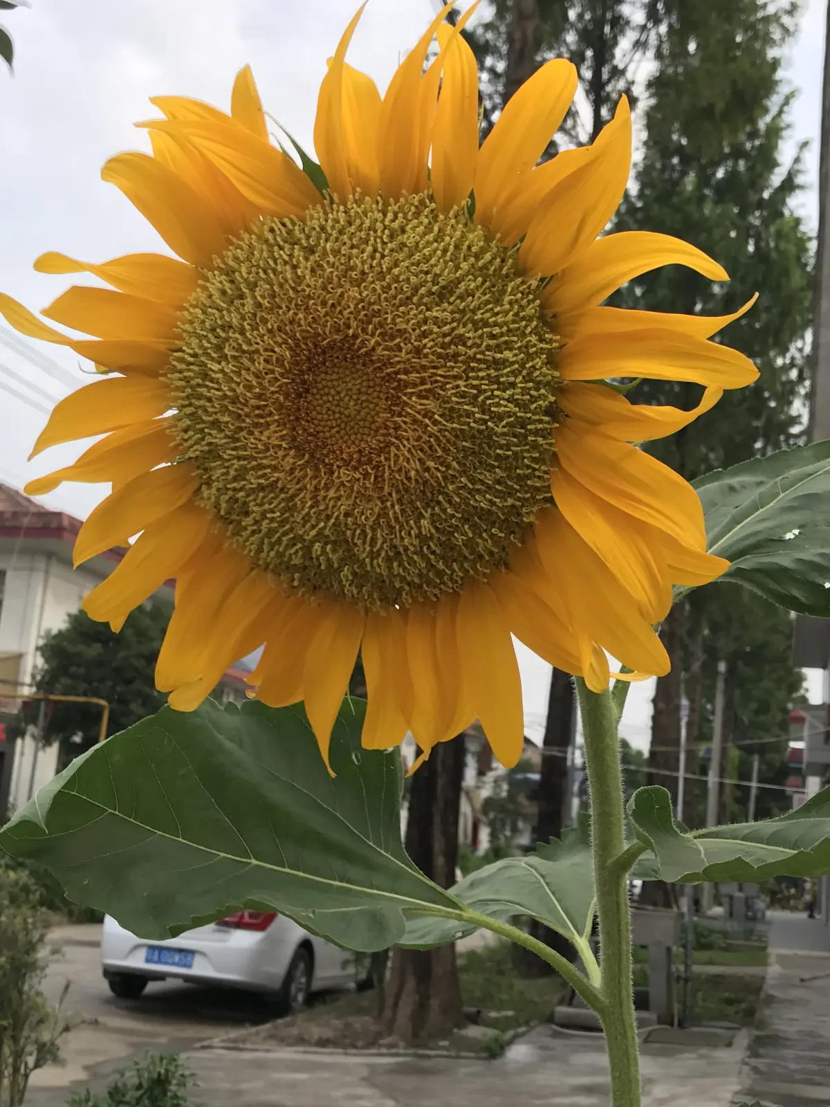 Resize,w 360,h 240