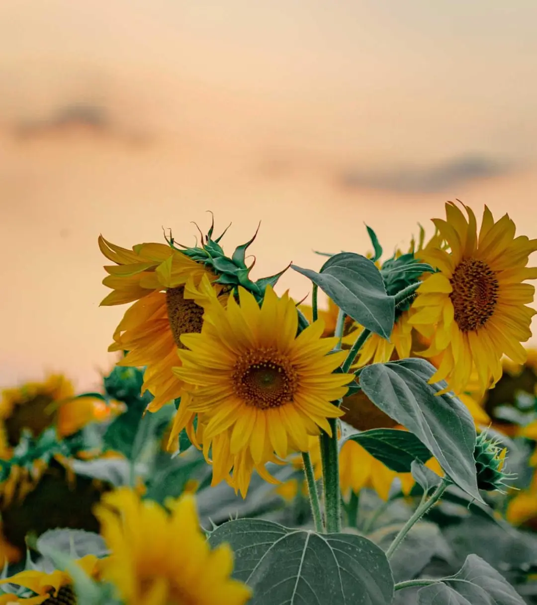 Resize,w 360,h 240