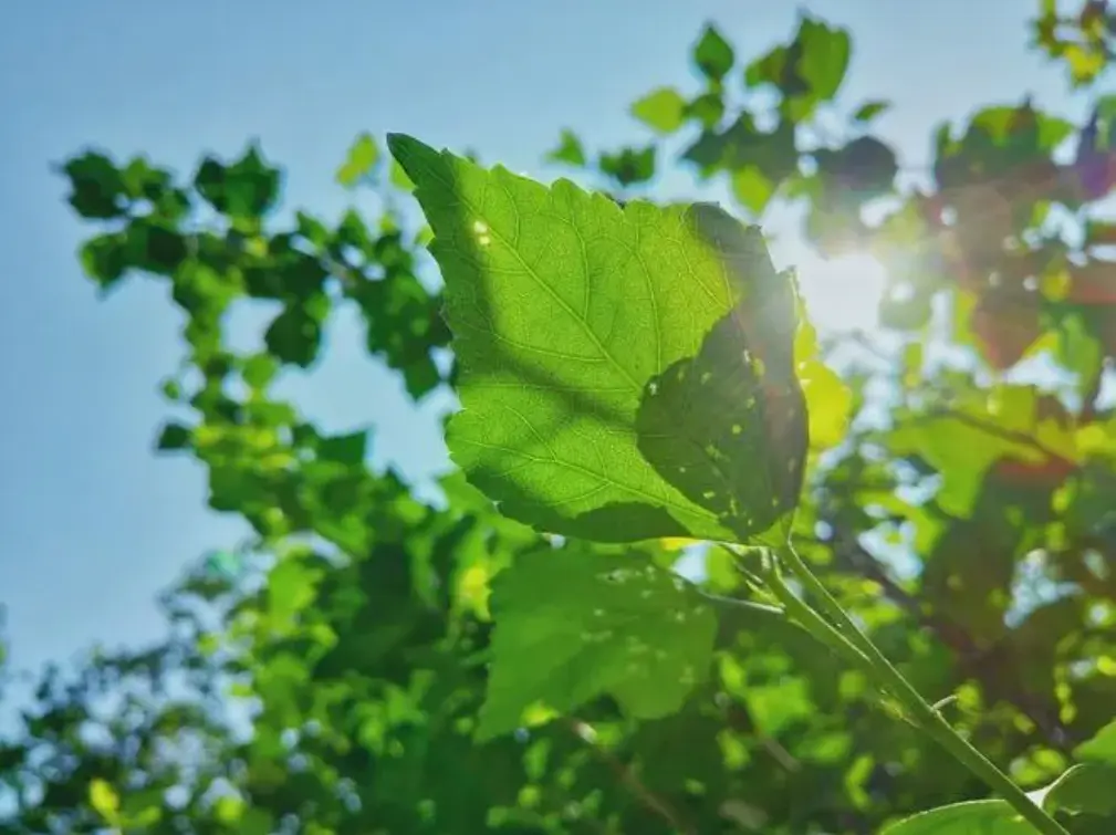 Resize,w 360,h 240